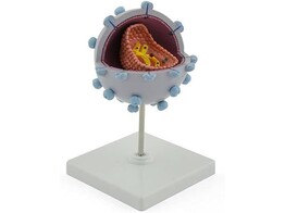 AIDS-VIRUS MODEL