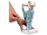 LARYNX 3X VERGROOT