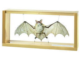 GREATER MOUSE-EARED BAT