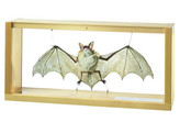 GREATER MOUSE-EARED BAT