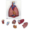 LUNG MODEL WITH LARYNX  7 PART G15  1000270