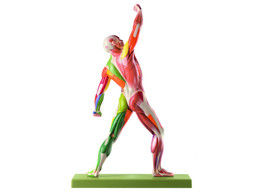MALE MUSCLE FIGURE WITH COLOUR CODING FOR THE IDENTIFICATION OF MOTOR INNERVATION