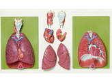 LUNGS WITH HEART  DIAPHRAGM AND LARYNX