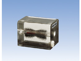 MAGNEETKRACHTLIJNEN-MODEL 3D PHYWE - PHYWE - 06403-00