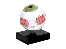 MODELE D OEIIL POUR BIOMETRIE PAR ULTRASONS br/  br/  - U1001
