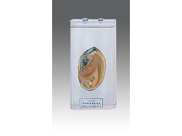 MOSSEL IN VLOEISTOF