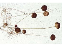 Mucor mucedo  mucorinee  moisissure  mycelium et sporanges
