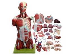 MUSCULAR TORSO WITH HEAD  IN 35 PARTS
