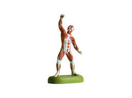 MUSCLE FIGUR  1/10 NATURAL SIZE