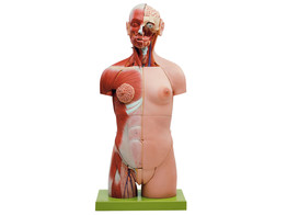 MUSCULAR TORSO WITH HEAD AND OPEN BACK  32 PARTS