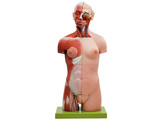 MUSCULAR TORSO WITH HEAD AND OPEN BACK  32 PARTS