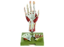 SURGICAL HAND MODEL IN A DIDACTIC COLOUR-SCHEME