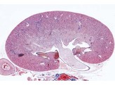 Niere der Maus  ganzes Organ sagittal langs  mit Rinde  Mark und Nierenbecken