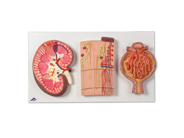 KIDNEY SECTION  NEPHRONS  BLOOD VESSELS AND RENAL CORPUSCLE  K11  1000299 