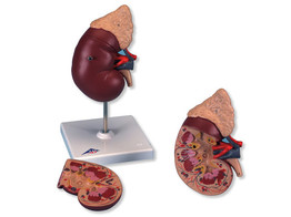 KIDNEY WITH ADRENAL GLAND  2 PART  -   K12  1014211 