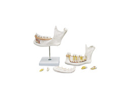 HALF LOWER JAW  3 TIMES FULL-SIZE  6 PART - D25  1000249 