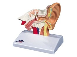 EAR MODEL FOR DESKTOP  1.5 TIMES LIFE SIZE - E12  1000252 
