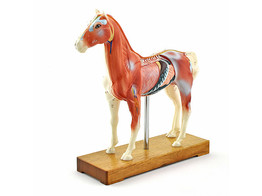 MODELE D  ACUPUNCTURE   CHEVAL
