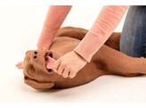 CASPER THE CPR DOG - REANIMATIE HOND