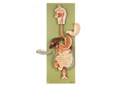 DIGESTIVE TRACT