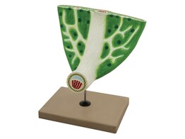 MODELE DE FEUILLE