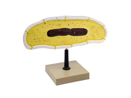 BACTERIA CELL STRUCTURE MODEL - 10 LABELED STRUCTURES WITH KEY CARD