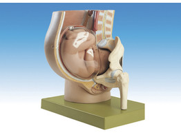 PELVIS WITH UTERUS IN NINTH MONTH OF PREGNANCY