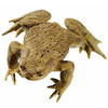 COMMON TOAD  MALE