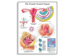  br/ THE FEMALE GENITAL ORGANS CHART -VR1532L  1001568 