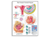  br/ THE FEMALE GENITAL ORGANS CHART -VR1532L  1001568 