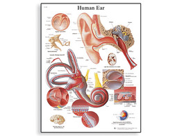 HUMAN EAR CHART - VR1243L  1001500 