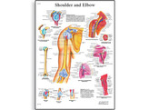 SHOULDER AND ELBOW CHART - VR1170L  1001482 