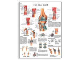 KNEE JOINT CHART- VR1174L  1001488 