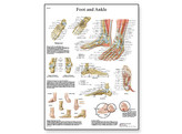 FOOT AND JOINTS OF FOOT CHART - VR1176L  1001490 