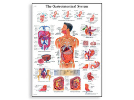 THE GASTROINTESTINAL SYSTEM CHART - VR1422L  1001542 