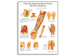 CLINICALLY IMPORTANT BLOOD VESSEL AND NERVE PATHWAYS CHART - VR1359L  1001530 