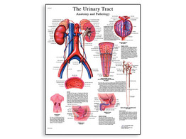 THE URINARY TRACT - ANATOMY AND PHYSIOLOGY - VR1514L  1001562 