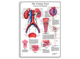 THE URINARY TRACT - ANATOMY AND PHYSIOLOGY - VR1514L  1001562 