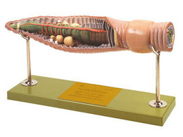 REGENWURM SOMSO ZOS 108