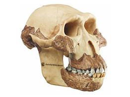 RECONSTRUCTION OF A SKULL OF AUSTRALOPITHECUS AFERENSIS