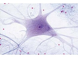 CELLULES NERVEUSES MOTRICES  DE MOELLE EPINIERE DE BOEUF