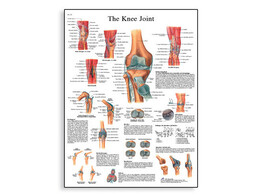 POSTER KNEE   PAPIER   ENGLISCH  VR1174UU