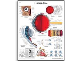 POSTER  br/ HUMAN EYE    PAPIER   ENGLISCH   VR1226UU