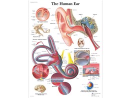 POSTER THE HUMAN EAR - PAPIER - ENGELS - VR1243UU