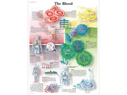 POSTER HET BLOED - PAPIER - ENGELS - VR1379UU