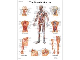 POSTER THE VASCULAR SYSTEM   PAPIER   ENGLISCH   VR1353UU
