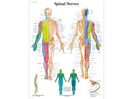 POSTER SPINAL NERVES - PAPIER - ANGLAIS -VR1621UU