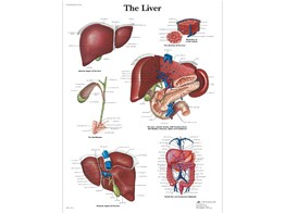 POSTER LIVER   PAPIER   ENGLISCH   VR1425UU