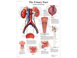 POSTER THE URINARY TRACT   PAPIER   ENGLISCH   VR1514UU