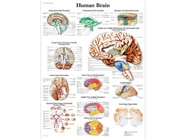 POSTER HUMAN BRAIN - PAPIER - ANGLAIS - VR1615UU